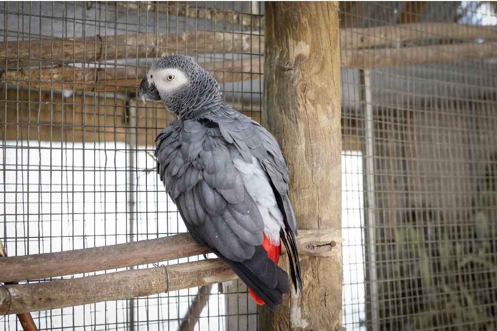 best talking pet birds for beginners 