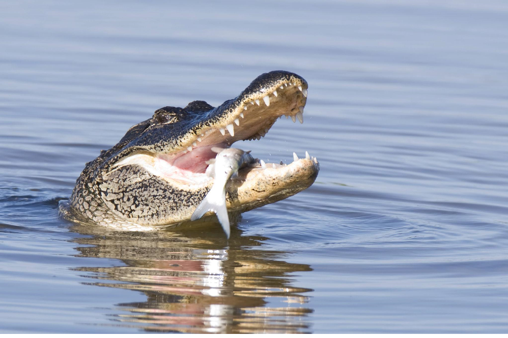 Alligator