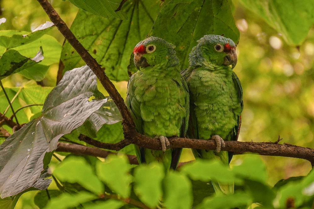 best talking pet birds for beginners 