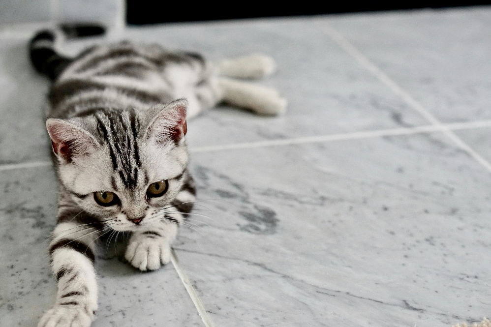 American Shorthair Cat