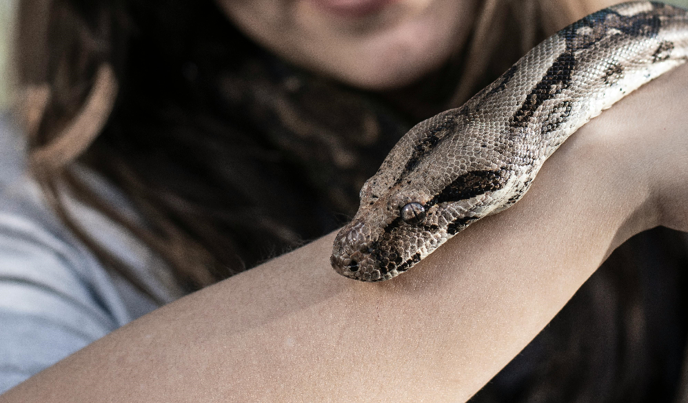 Boa Constrictor