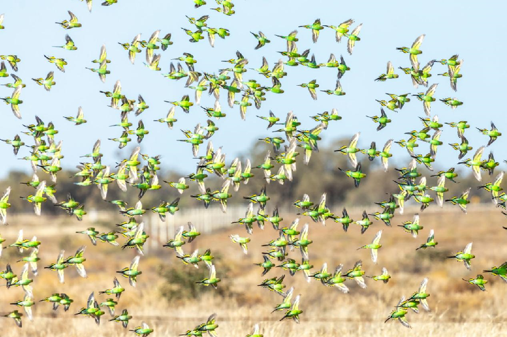Budgerigar Bird