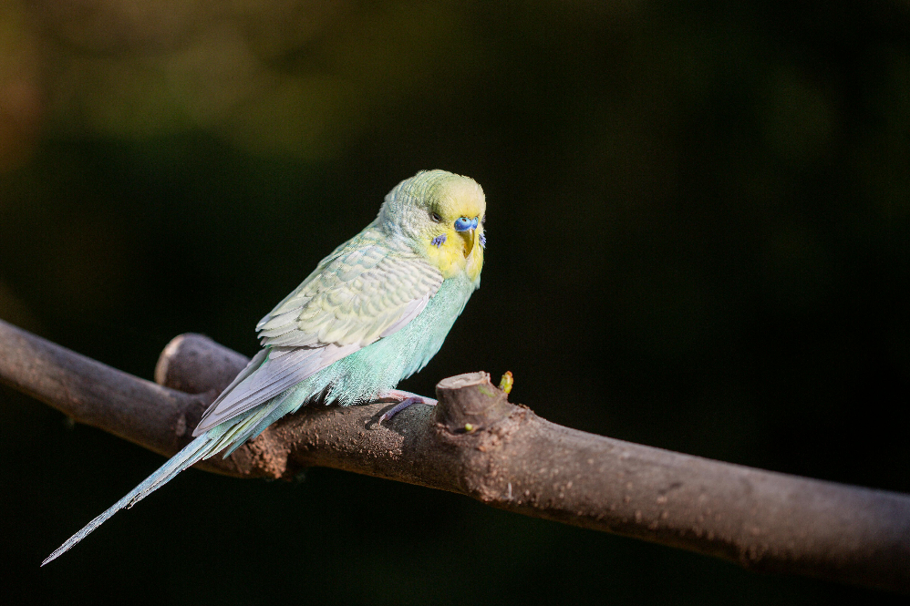 Best Talking Pet Birds for Beginners