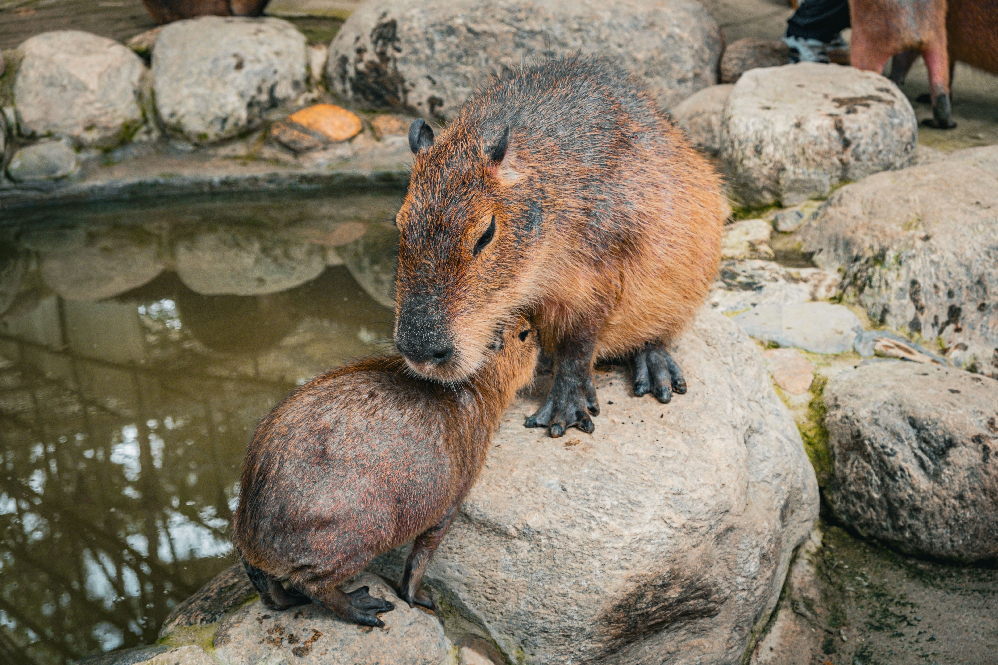 Can Capybaras Be Pets