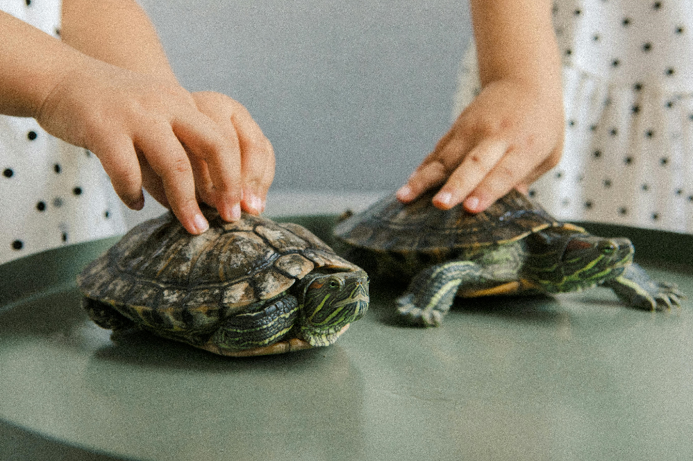 Caring for pet turtles