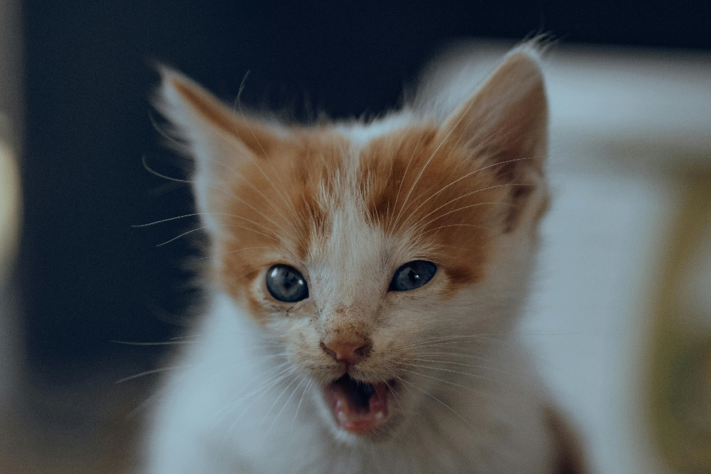Cat Meowing at Night