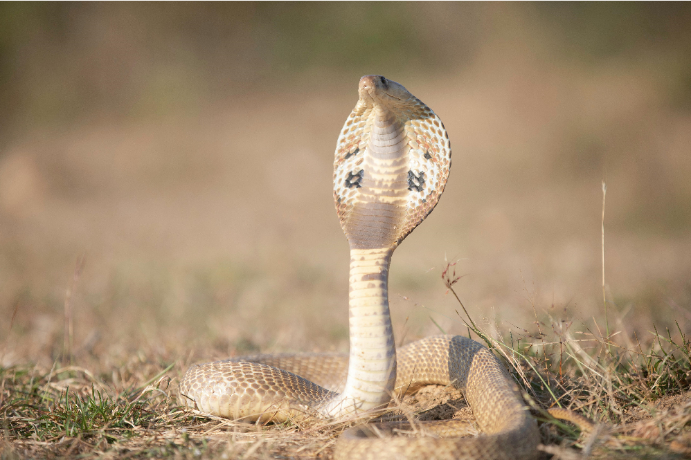 Cobra Snake
