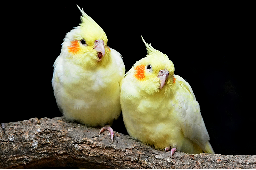 Best Talking Pet Birds for Beginners