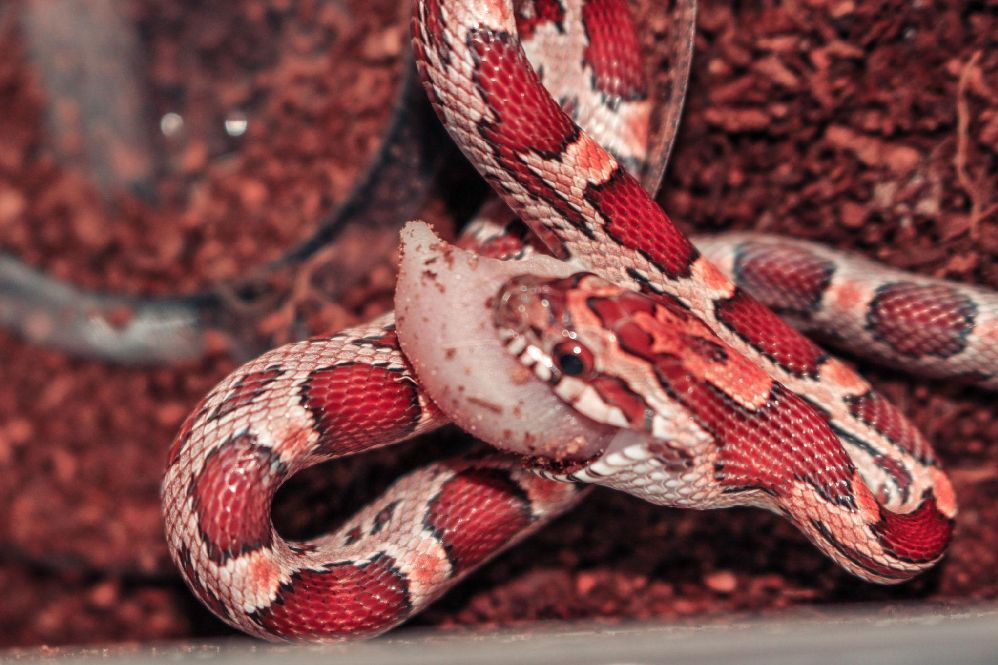 Corn Snake Care