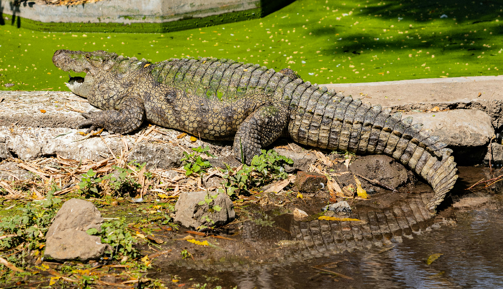 Crocodile vs Alligator Difference