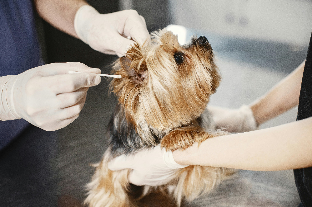 Dog Ear Infection Symptoms