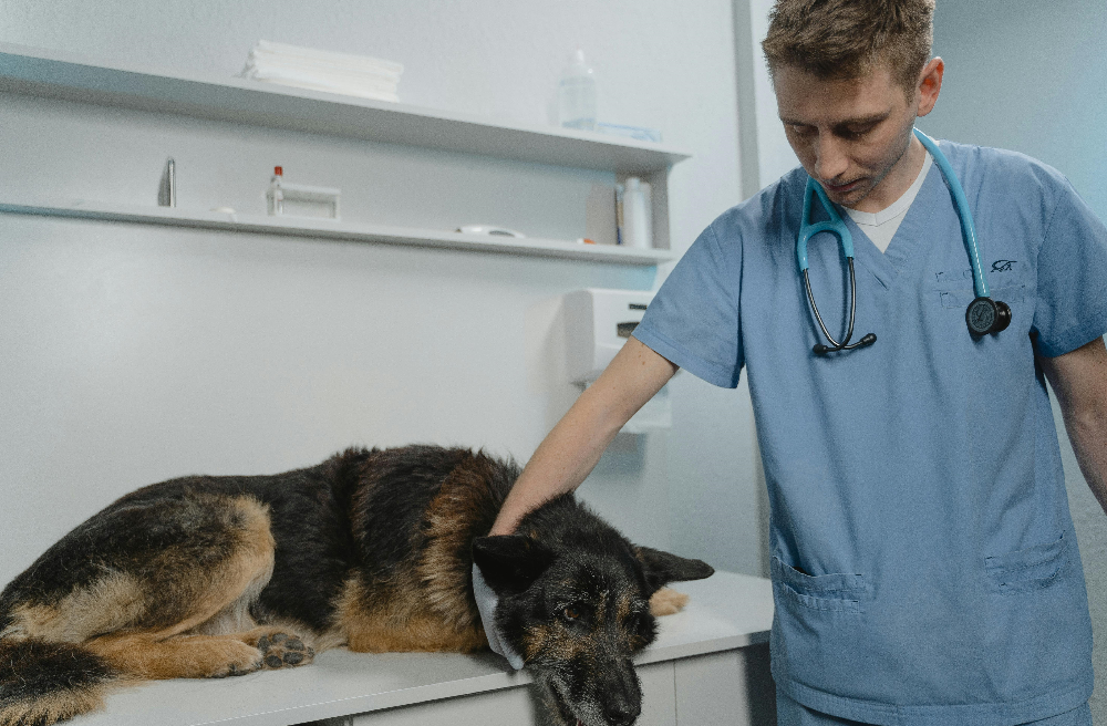 Dog Vaccination Schedule