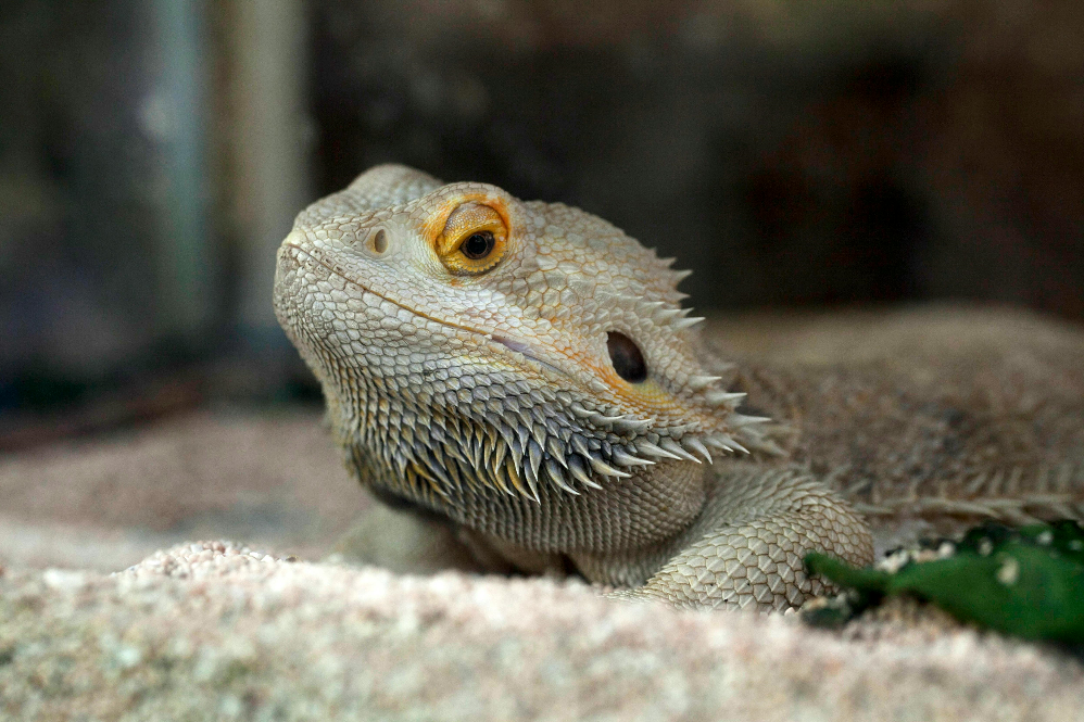 Dragon Lizard