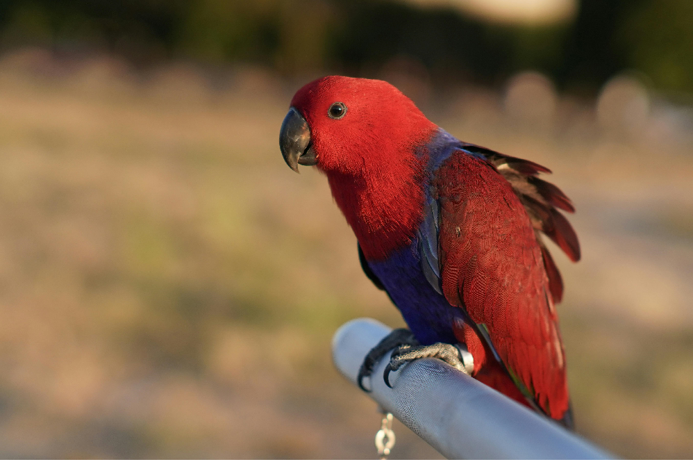 best talking pet birds for beginners 
