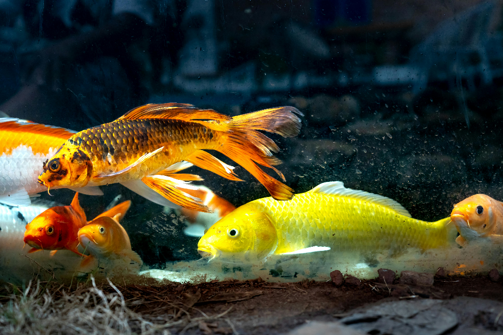 Fish Nutrition Guide