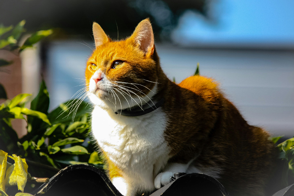 GPS cat trackers 