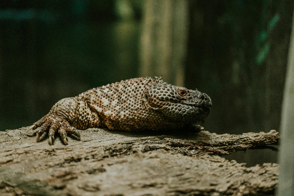 Gila Monster