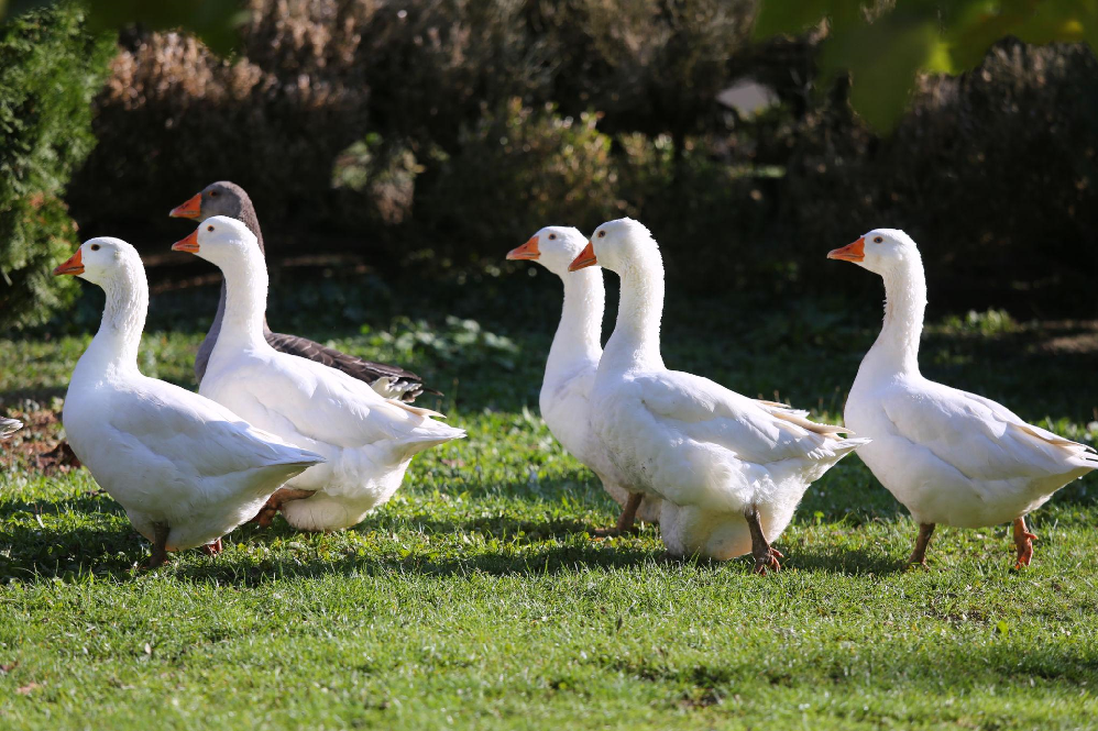 Goose Bird
