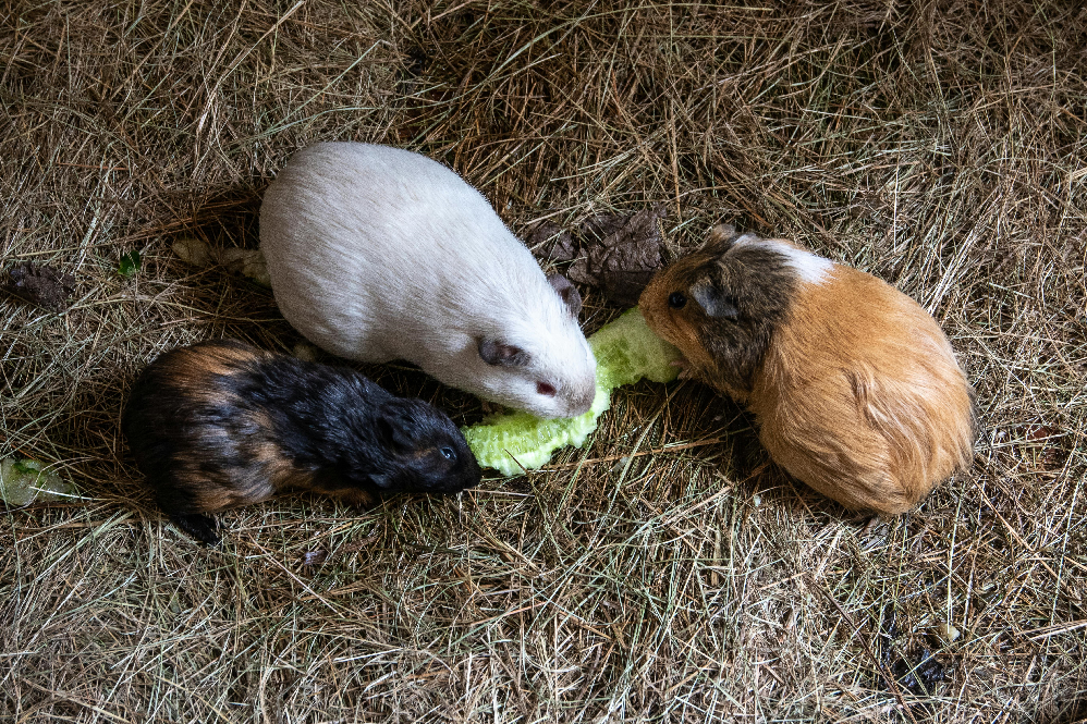 guinea pig diet