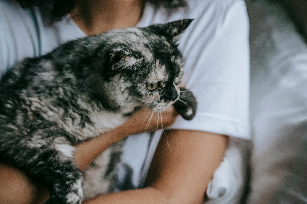 harmful pet trends
