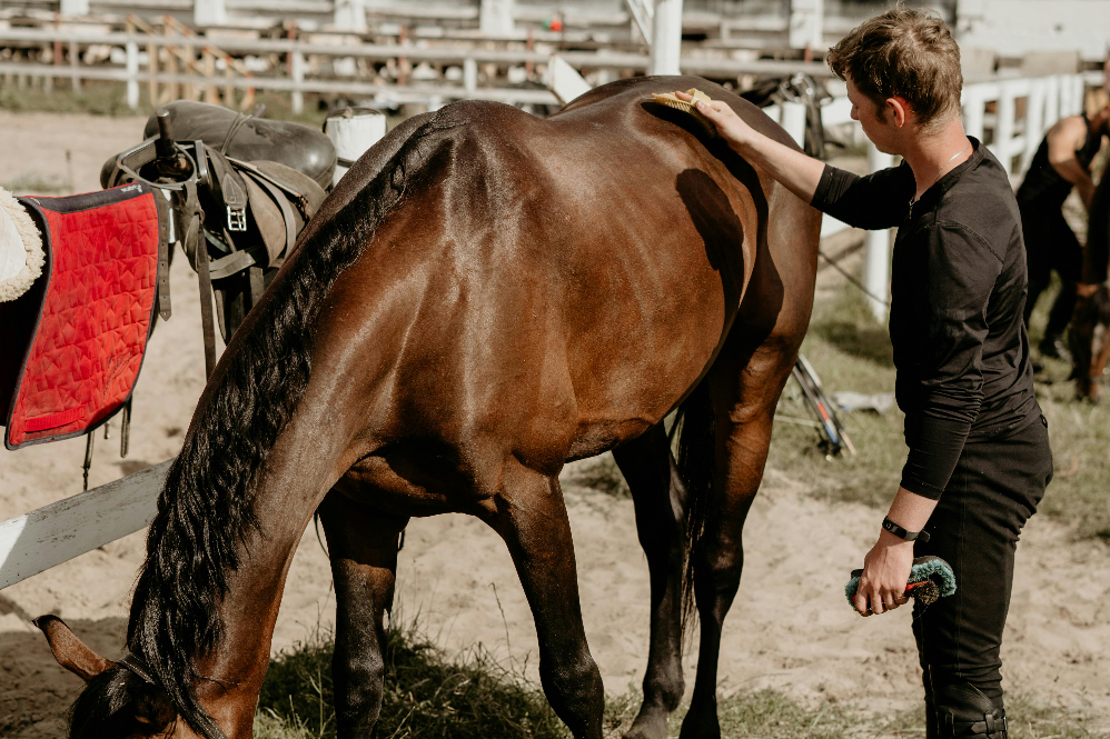horse care tips