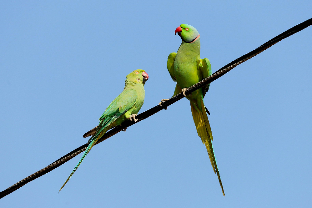 Best Talking Pet Birds for Beginners