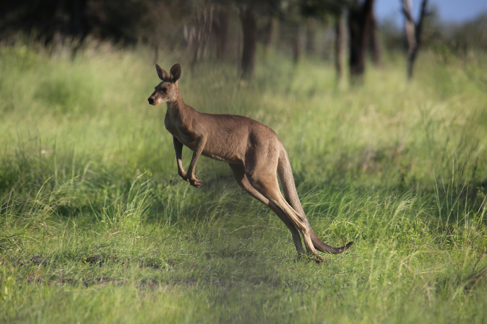 Kangaroo