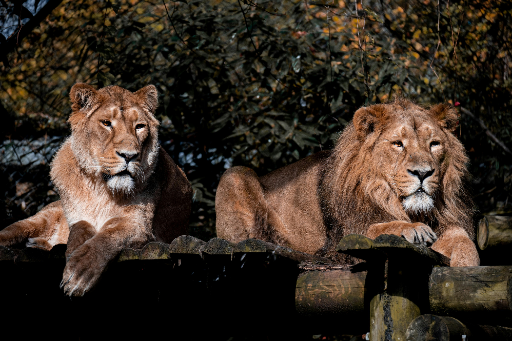 Lion Animal Guide