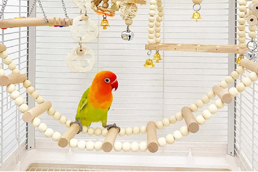 Lovebird Pet Bird