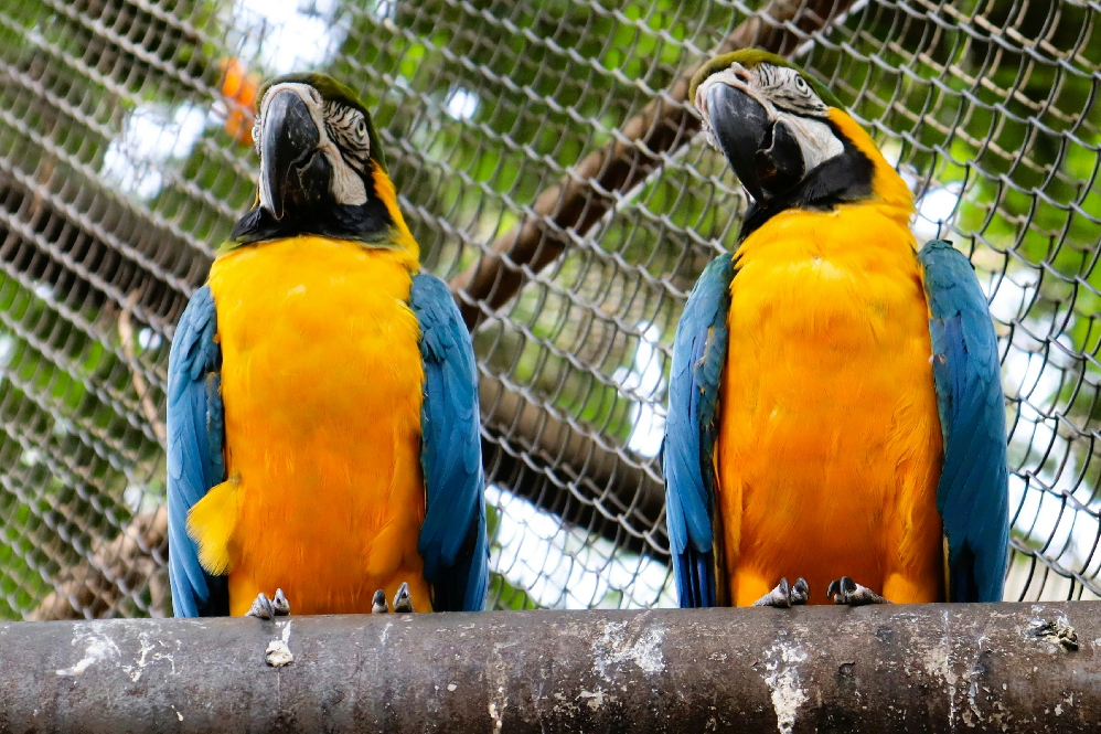 best talking pet birds for beginners 