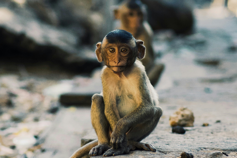 Monkey Animal Guide