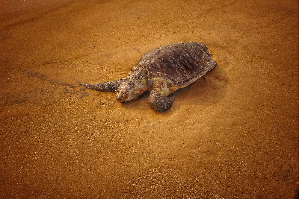 Olive Ridley Sea Turtle