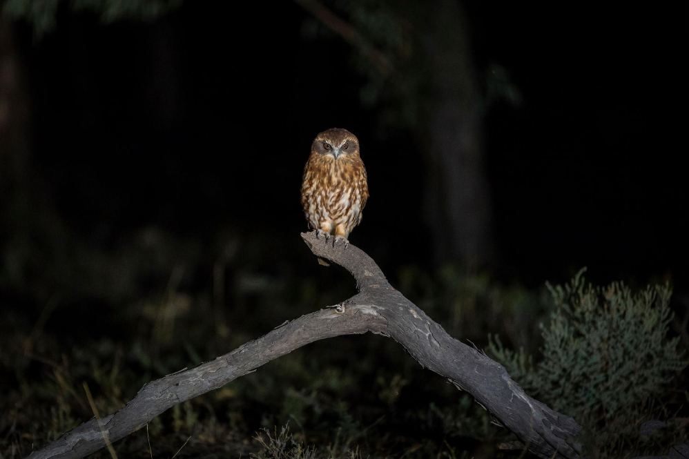 Owl bird