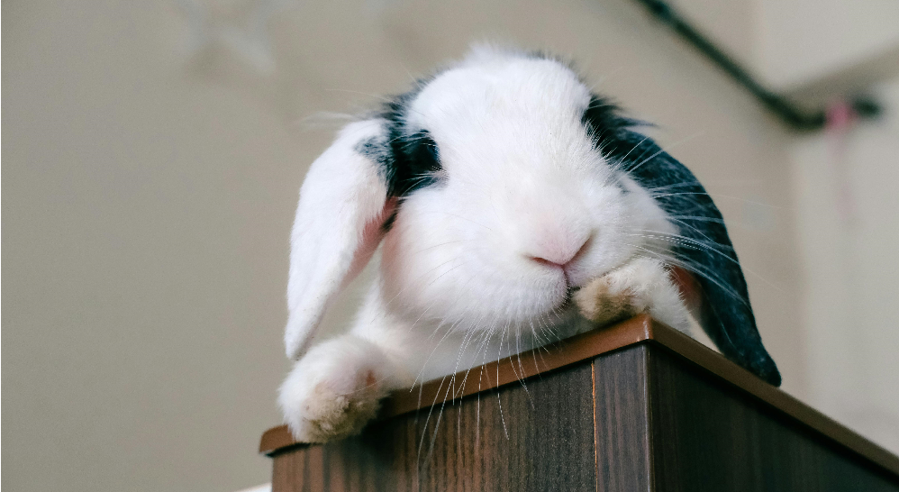 Pet Rabbit Care