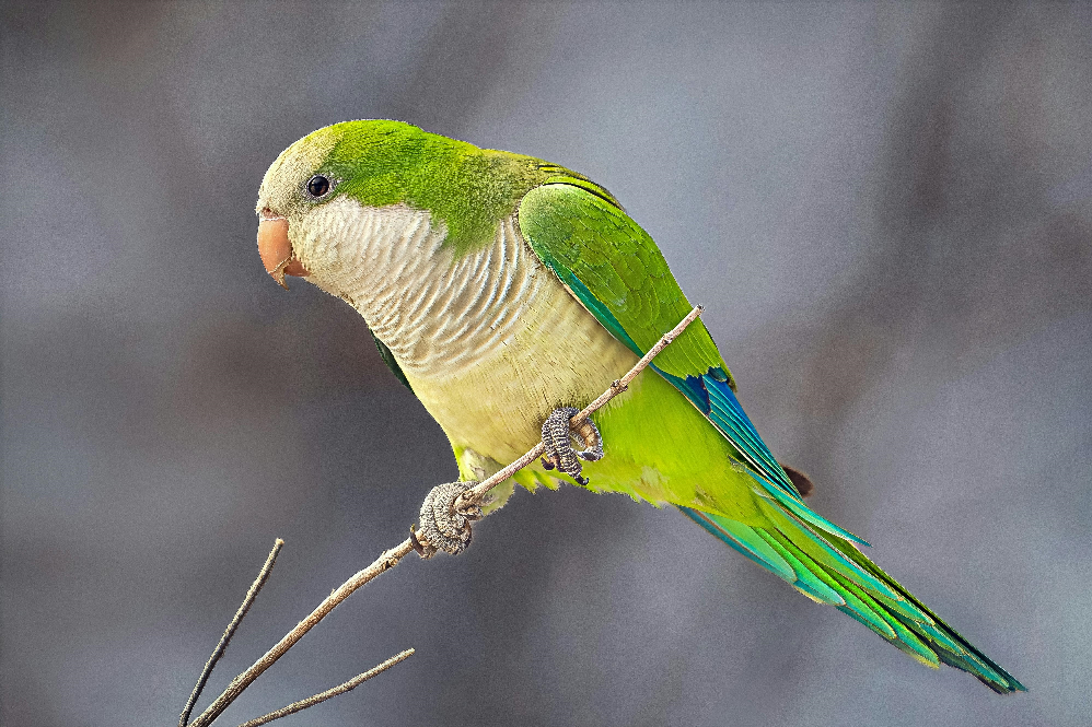 best talking pet birds for beginners 