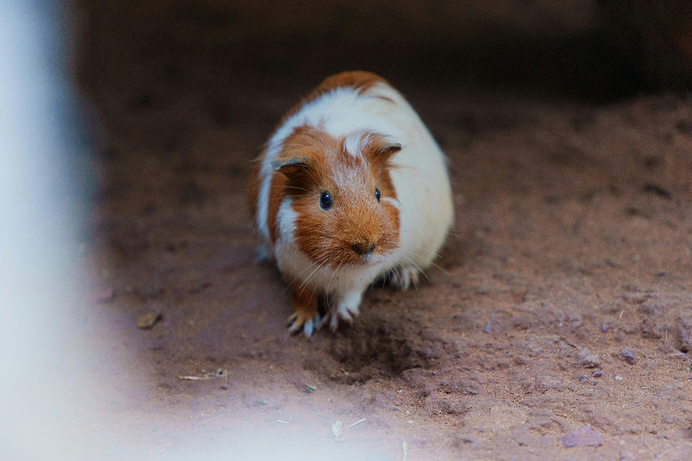 Signs of Stress in Small Pets
