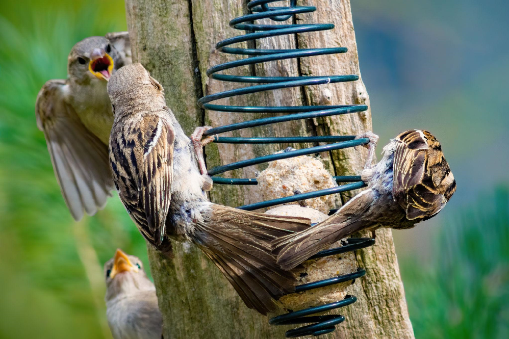 Sparrow Bird