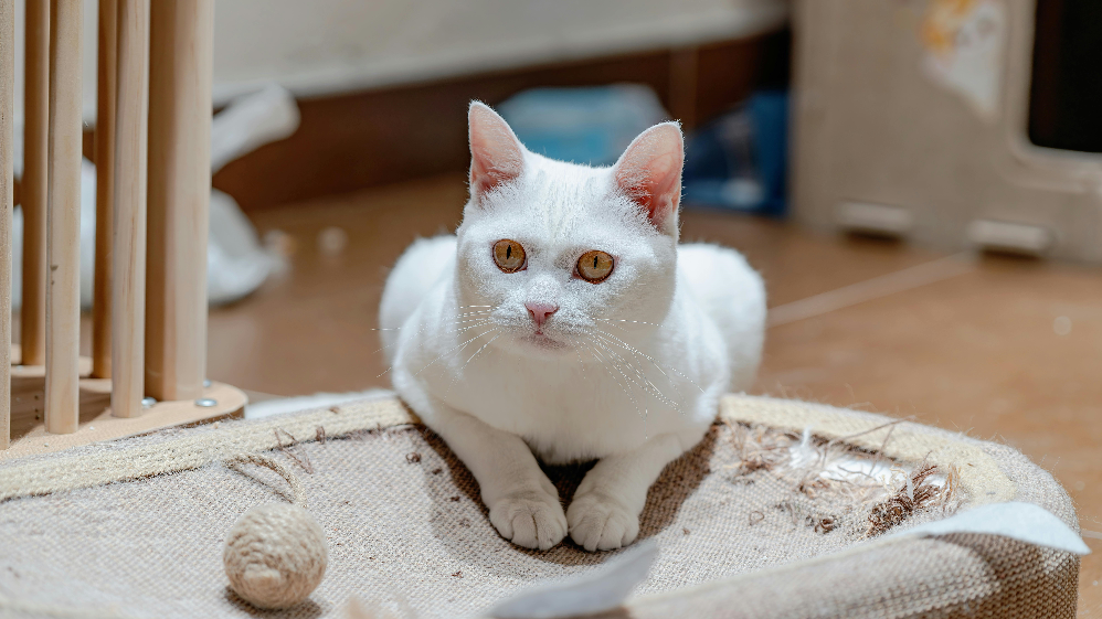 stop cat scratching furniture
