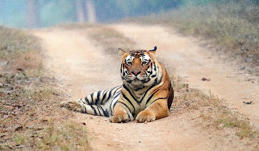 Tiger Animal Guide