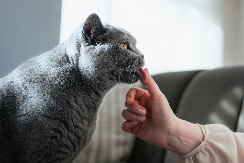 Understanding Cat Behavior 