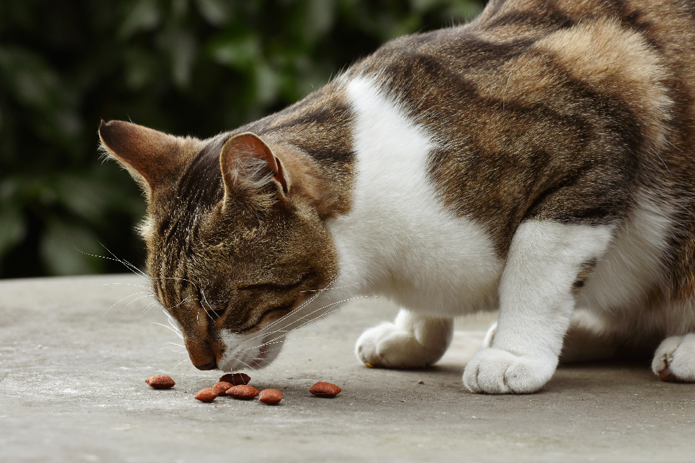 why your cat is not eating