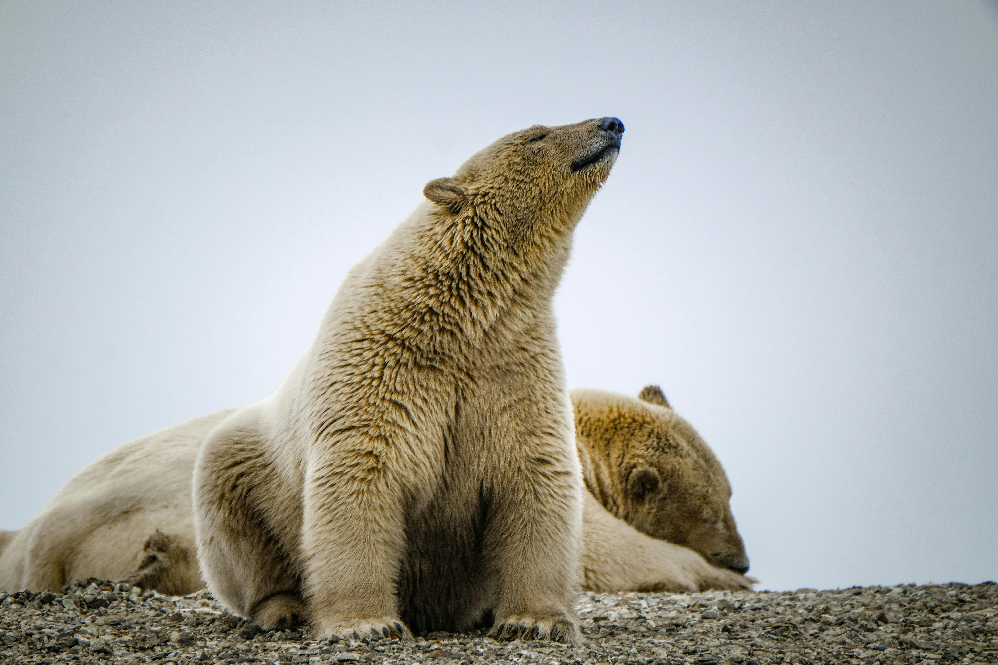 Wild Bears Guide