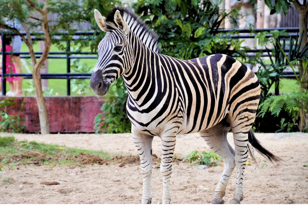 Zebra Animal Guide