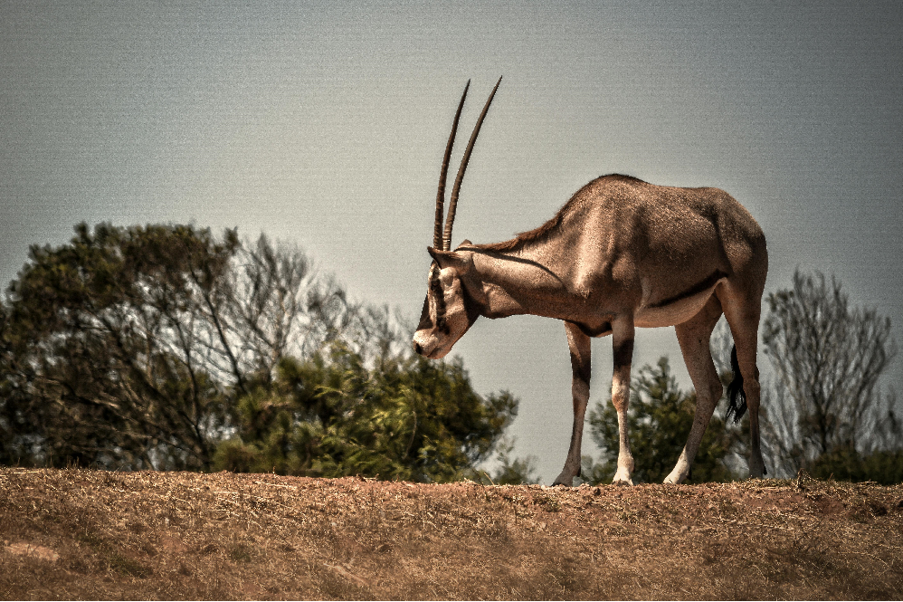 aardvark facts and habitat guide