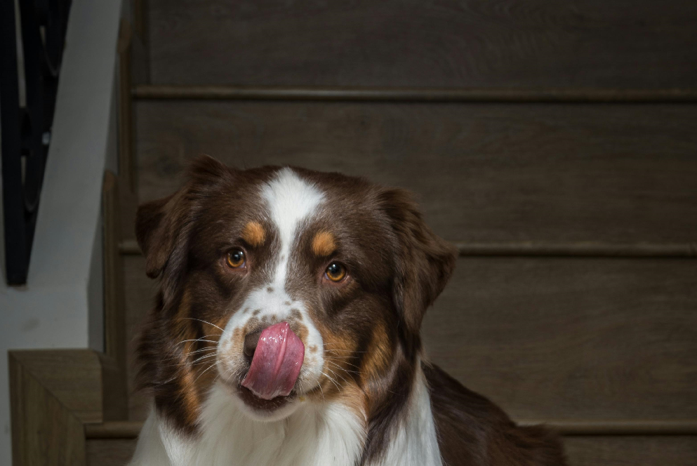 foods toxic to dogs