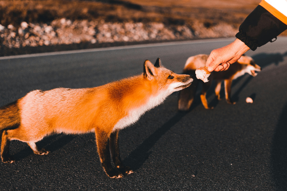 Fox Animal Guide
