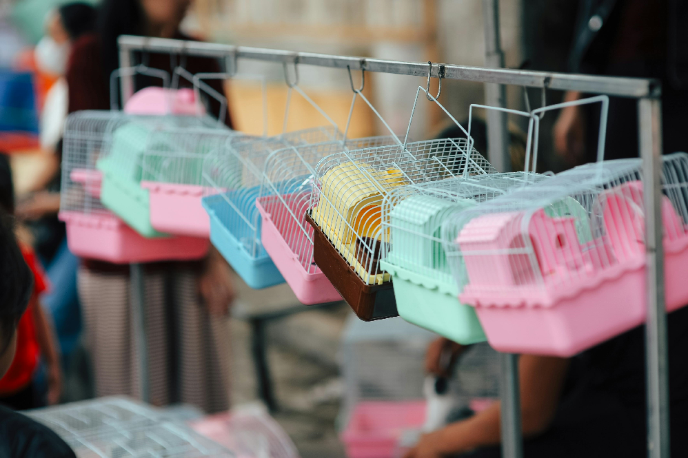 hamster cage setup