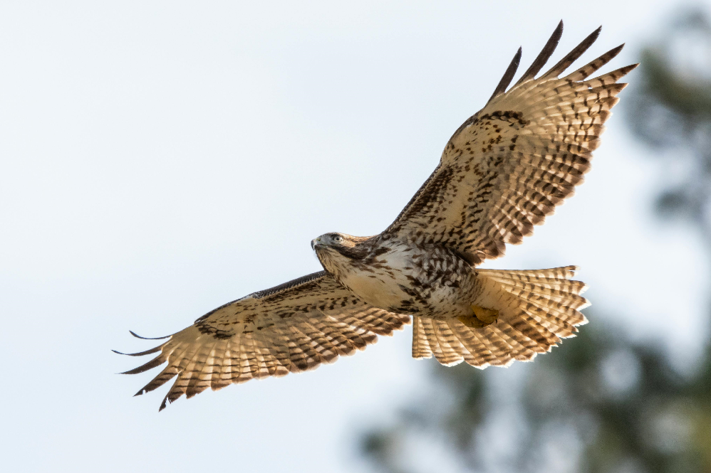 hawks