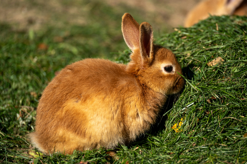 how to care rabbits in summer