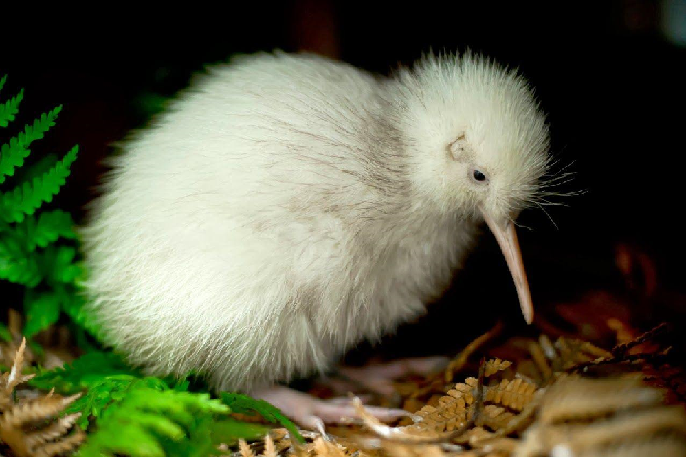 Kiwi Bird